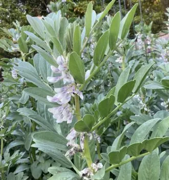 fava bean plant in bloom
