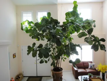 fiddle-leaf fig plant in a pot