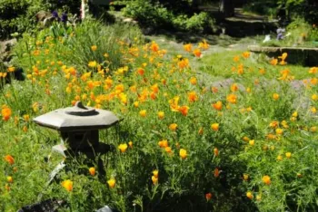 field of poppies in a garden