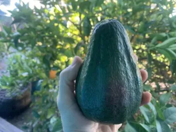 hand holding a green avocado