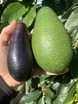 hand holding a smaller black avocado and a larger green avocado