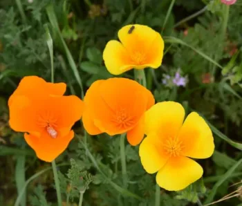 insects visiting poppy flowers