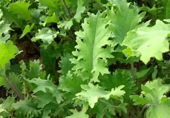 kale bushes with green leaves