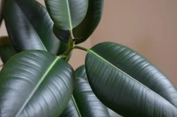 leaves on a ficus elastica houseplant