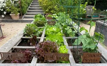 lettuce plants growing in a raised bed
