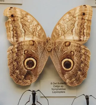 Owl moth is known for its striking owl-like eyespots.