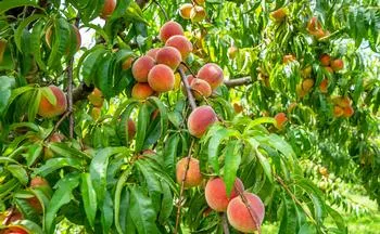 peaches on a peach tree branch