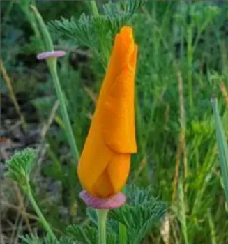 poppy flower closed up