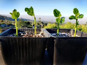 Close up of seedlings in a pot with Santa Barbara mountains in the background