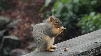 squirrel eating an acorn