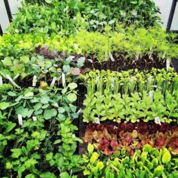vegetable seedlings planted tightly in trays