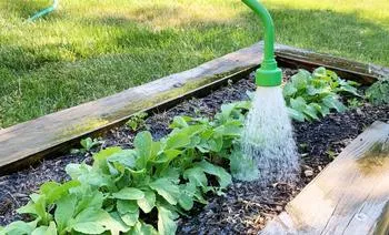 watering plants at the base of the plant by hose