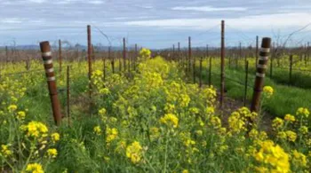yellow flowering mustard planted in between rows as a cover crop