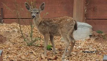 young deer standing in a backyard