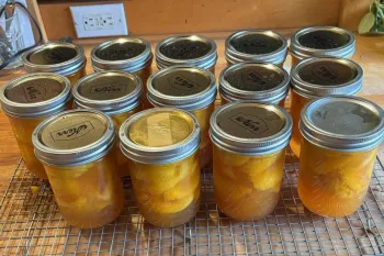 Canned peaches cooling on the rack. Geoffrey Quinsey