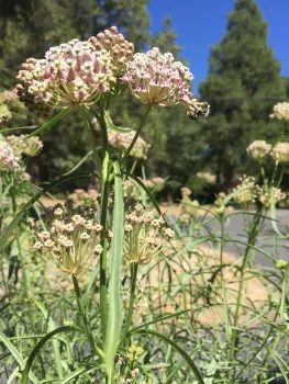 Help migrating monarch butterflies by planting milkweed like this narrow leaf A. fascicularis. Kim Schwind