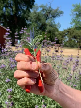 Learn to propagate plants from shoots like this in the Propagation Workshop. Laura Kling