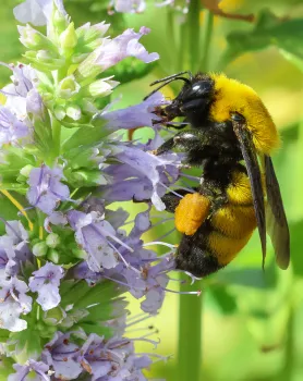 Morrison’s Bumble bee in a Chico garden. Native bees and other pollinators are the subject of a workshop. Michelle Graydon
