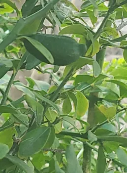 A close up of Finger lime fruit amid their foliage. Michelle McNeill