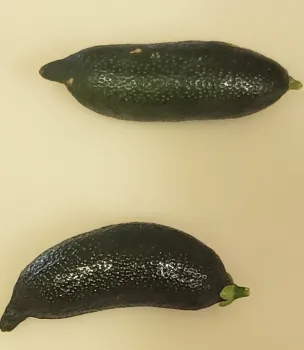 Finger limes. Michell McNeill