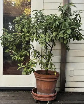 Many citrus varieties, like this kumquat, do well in pots here, especially if they can be moved to a warmer place if necessary in winter. J.C. Lawrence