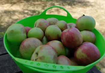 red and green apples in a large plastic basket