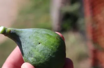 A small hole in the skin of a fig caused by a Black Fig Fly