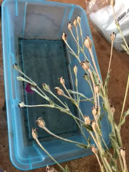 Harvested heads of Rose Campion during seed harvesting