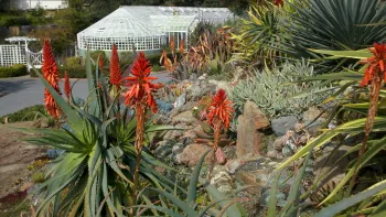 bright succulents blooming in the Succulent Demonstration Garden in front of the restored greenhouse at Falkirk in San Rafael