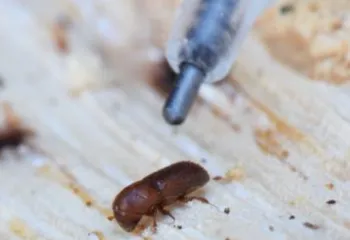 Brown Mediterranean oak borer