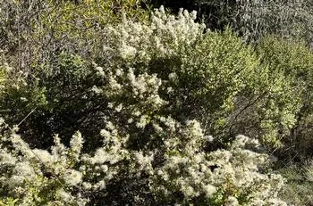Coyote Brush in bloom