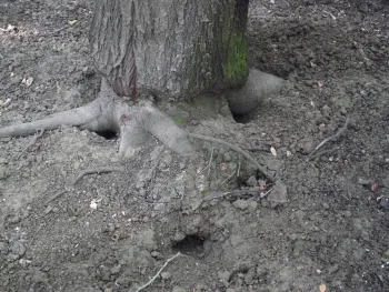 rat burrows shown at the base of a tree