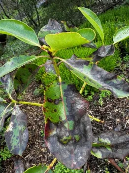 Foliar blight on Pacific madrone leaves