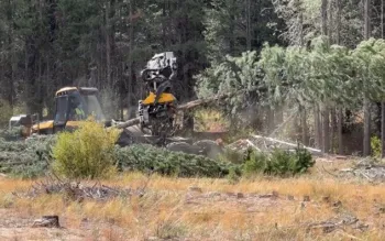 A feller-buncher holding a recently harvested tree.