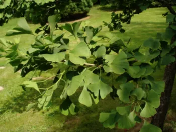 Gingko tree, a broad-leaved conifer