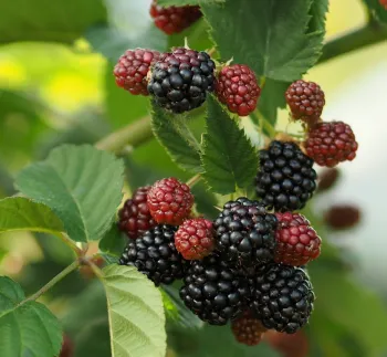 Rubus armeniacus along a Nevada County creek bed.