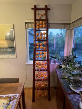 a wooden ladder adorned with dozens of hanging persimmons leans in front of a window 