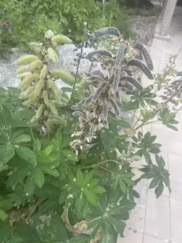 Closeup of the seed pods on a backyard Lupine bush, half green and plump half brown, dried-out with some split open