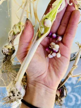 Tiny purple bulbs in the palm of the author's hand.