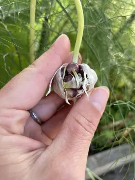 Bulbils emerging from the stem of a garlic plant.