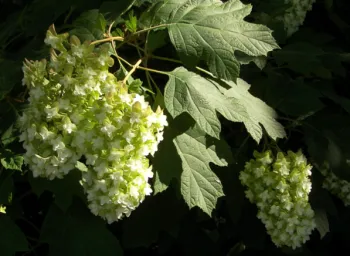 Oakleaf Hydrangea ‘Snow Flake’