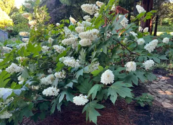 Oakleaf Hydrangea bush