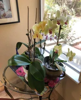 Phalaenopsis orchid placed in a windowsill