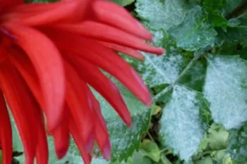 Powdery mildew on dahlia leaves