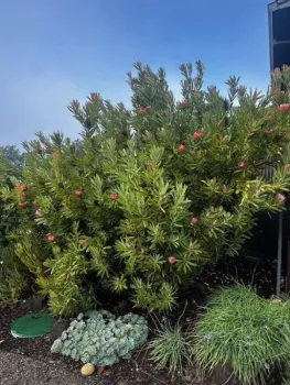 Protea plant