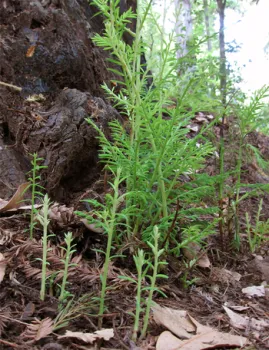 Redwood tree sprouting from dormant buds at the base of the tree
