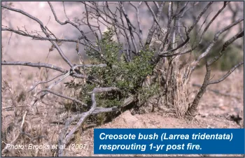 Creosote bush (Larrea tridentata) resprouting 1-yr post fire.