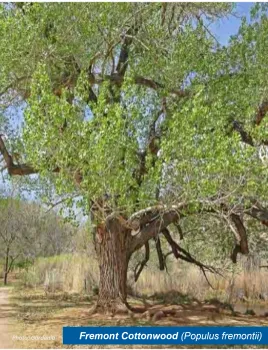 A Freemont cottonwood tree.