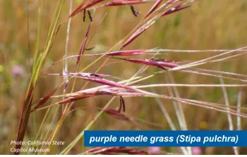 A close up of purple needle grass (Stipa pulchra).