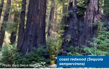 A redwood stand that had experienced fire. There is charring on the bole of a large redwood tree.